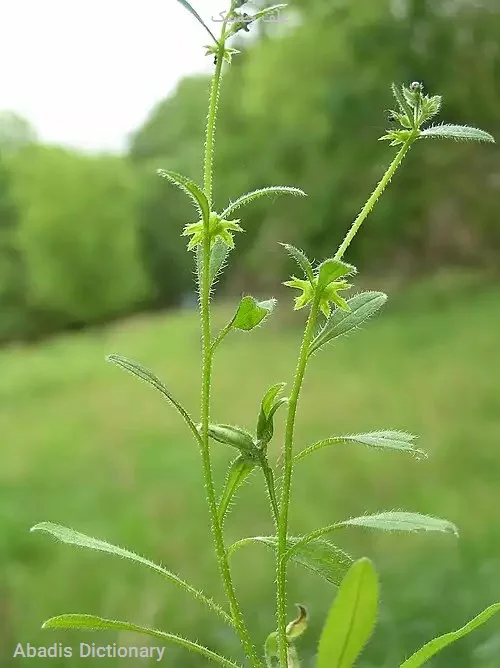 علف چسبک